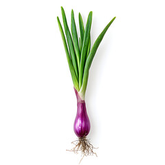 onion isolated on white background