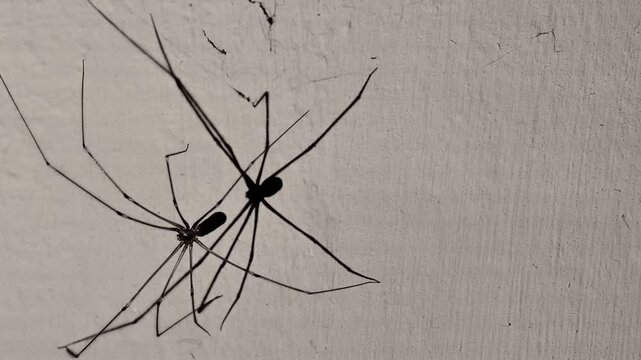 spider weaves a web.Silhouette of a spider in the light of a lantern. The deceiver symbol.Web and spider. Lies, deception and fraud concept. 4k footage