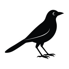 Jay Bird Silhouette Vector Art Design - Black and White Jay Bird Vector Illustration