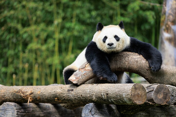 One giant panda laying on tree logs looking at camera