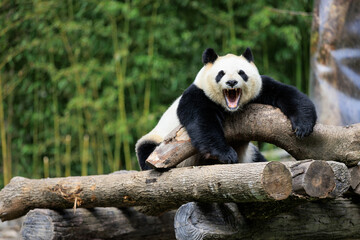 One giant panda act of yawning