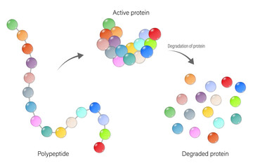 Polypeptide, Active protein and Degraded protein. Gene expression.