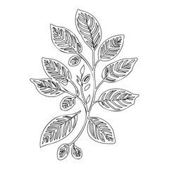 Intricate Vein Patterned Leaves Botanical Sketch
