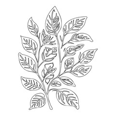 Outlined Foliage Design: Botanical Ink Illustration
