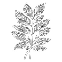 Outlined Botanical Illustration: Calathea Plant