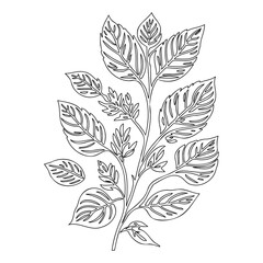 Delicate Leaves Branch Monochrome Line Art Work