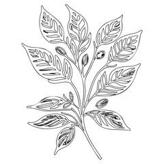 Botanical Outlines: Elegant Foliage and Bud Art