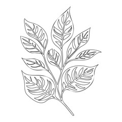 Botanical Outlines: Elegant Leaf Branch Design