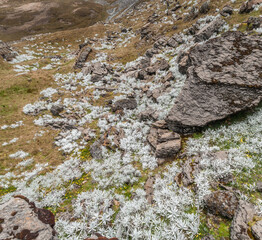 High mountain native plants in a panoramic Summer scene. White leaves and giant rocks in the landscape that have their own texture in contrast to the background