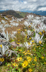 Alpine meadow with native plants in a panoramic view with valleys full of colors and flowers calling for spring. Perfect wallpaper with mountain scene