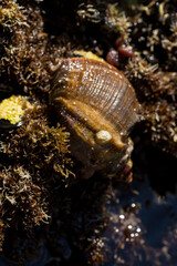 Rapana venosa, common name the veined rapa whelk, a marine gastropod mollusc or whelk, in the family Muricidae, the rock shells.