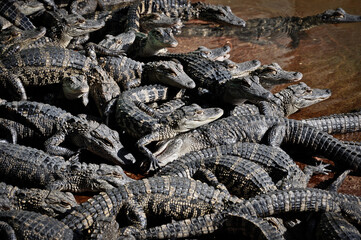Alligator