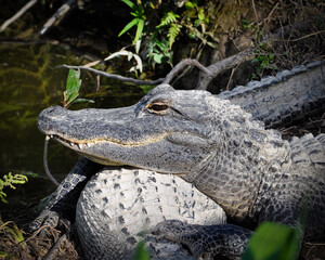 Alligator