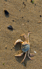 Liocarcinus depurator (Portunus plicatus), sometimes called the harbour crab, or sandy swimming crab. The fauna of the Black Sea. Dead animals.
