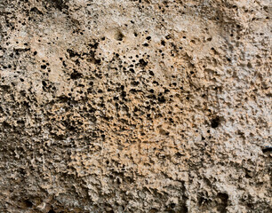 Naklejka premium Fossil corals of the Red Sea. Ancient creatures, turned into stone. Reef corals.