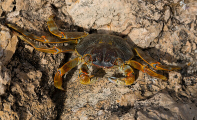 Grapsus albolineatus is a species of decapod crustacean in the family Grapsidae. Crab, on a reef rock. Fauna of the Sinai Peninsula.