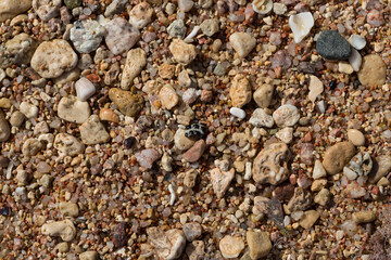 The coastline of the Red Sea. Sand, pebbles, corals, fossils. Background with a marine theme.
