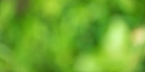 natural blurred background. bokeh green foliage shrubs and trees