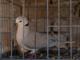 The African collared dove (Streptopelia roseogrisea). Keeping in captivity. A pet.