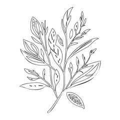 Botanical Line Art, Leafy Twigs Illustration