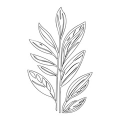 Elegant Botanical Line Art Illustration design