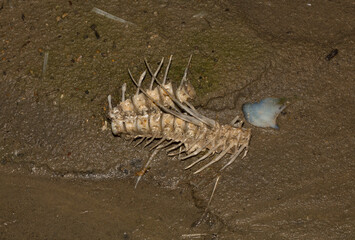 Environmental disaster. Dead fish. The shoreline of the lake. Death of animals.