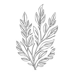 Botanical Line Art: Elegant Leaf Illustration