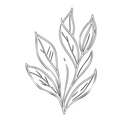 Outlined botanical plant element on white backdrop