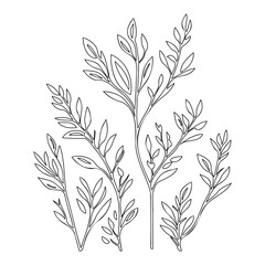 Elegant Botanical Outlines on a White Background