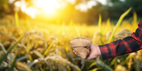 Hand Holding Sack of Rice in Golden Field at Sunset