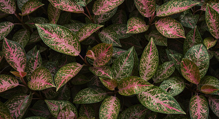 Close-up view of densely packed leaves showing an intricate pattern of pink speckles on green