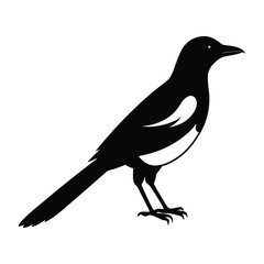 Magpie Silhouette Vector Art Design | Black and White Magpie Bird Vector Illustration