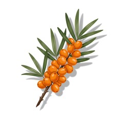 Sea buckthorn branch with ripe orange berries on white background