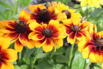 orange and yellow flowers