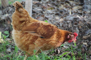 chicken on the farm