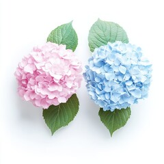 Obraz premium Pastel Hydrangeas