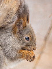 The squirrel with nut sits on tree in the winter or late autumn