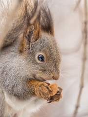 The squirrel with nut sits on tree in the winter or late autumn