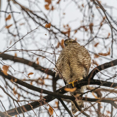 A Eurasian sparrowhawk perched on a branch of a tree outdoors.