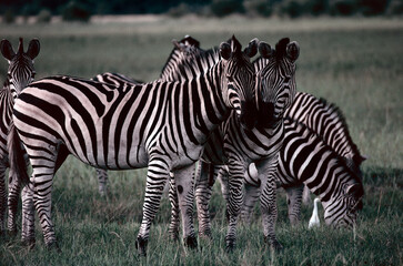 zebras in the wild