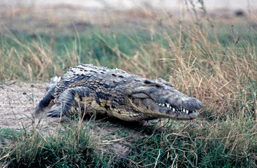 Crocodile on the move