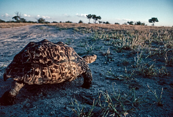 tortoise in the savanna