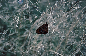 butterfly in the savanna
