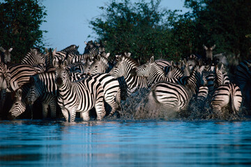 zebras in the water