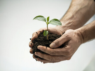 Striking close-up photograph of hands holding rich, dark soil with a delicate green seedling emerging against a pure white background. By IA Generative