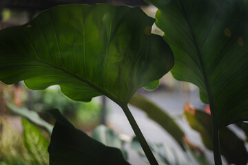 A leafy green plant with a leafy stem. The leaf is large and green. The plant is in a garden
