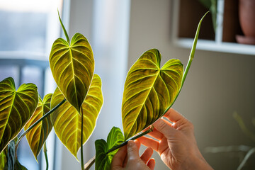 Woman hand touching green Philodendron Splendid leaf, whose leaves resemble the shape of heart, closeup. Home gardening, plant lovers.  © DimaBerlin