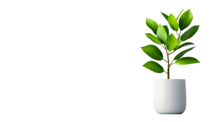 Lone leafy houseplant in ceramic pot