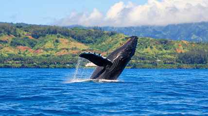 Fototapeta premium majestic whale breaches surface of ocean, showcasing its powerful tail against backdrop of lush green mountains and clear blue