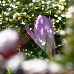 Sunny summer day. A single flower of a colchicum among different plants in a flower bed.